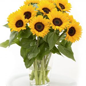 Helianthus annuus Sunrich Summer Provence