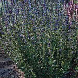 Hyssopus officinalis Blue