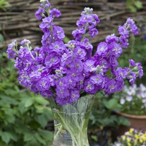 Matthiola incana Anytime Lavender