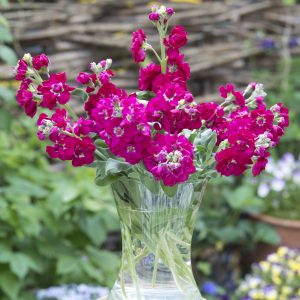 Matthiola incana Anytime Red