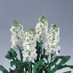 Matthiola incana Noble White