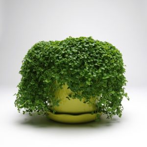 Mentha requienii Mini Mint Corsican Mint