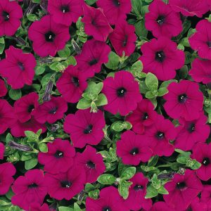 Petunia hybrida Wave Purple Classic