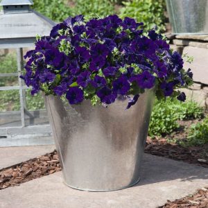 Petunia hybrida Success! TR Blue