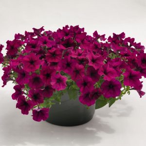 Petunia hybrida Success! TR Burgundy