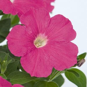 Petunia hybrida Success! TR Pink