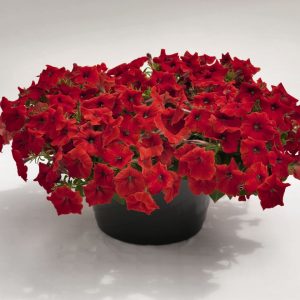 Petunia hybrida Success! TR Red