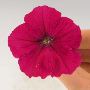 Petunia hybrida Success! TR Rose