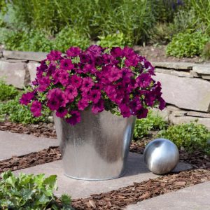 Petunia hybrida Success! TR Violet