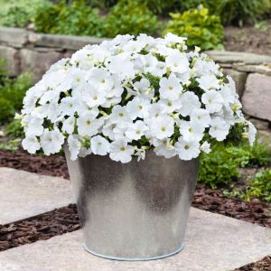 Petunia hybrida Success! TR White