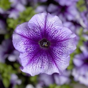 Petunia grandiflora Tritunia Blue Veined