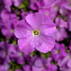 Petunia grandiflora Tritunia Lavender