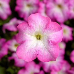 Petunia grandiflora Tritunia Pink Morn