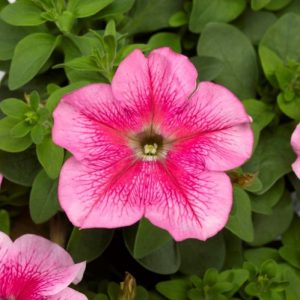 Petunia grandiflora Tritunia Pink Veined