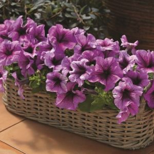 Petunia grandiflora Tritunia Plum