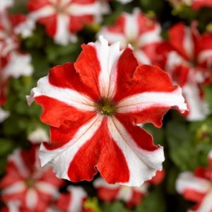 Petunia grandiflora Tritunia Red Star