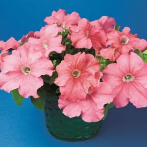 Petunia grandiflora Tritunia Salmon