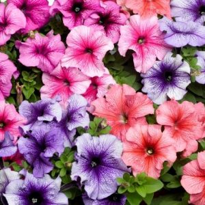 Petunia grandiflora Tritunia Veined Mix