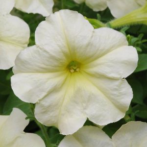 PETUNIA DEBONAIR LIME GREEN (pellets)