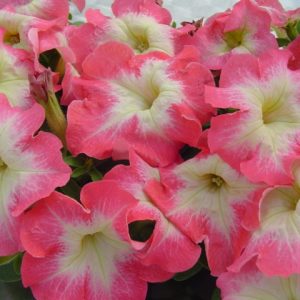 PETUNIA grandiflora LIMBO *GP* PINK MORN