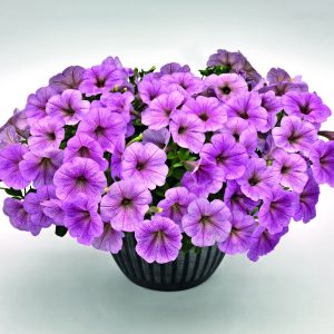 Petunia hybrida Success! TR Silver Vein