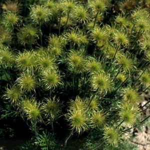 Pulsatilla (Anemone) vulgaris White Bells