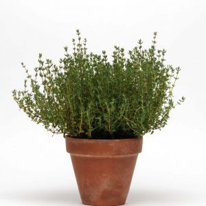 Simplyherbs thymus vulgaris (Multipills)