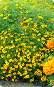 Tagetes tenuifolia Golden Gem