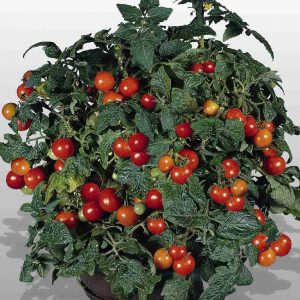 Tomato Gardener's Delight