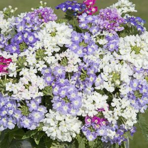 Verbena hybrida Scentsation Mix