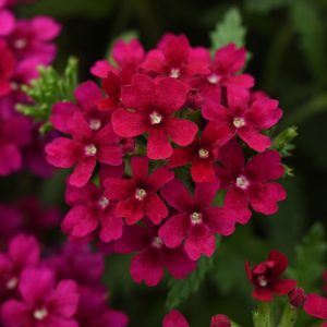Verbena hybrida compacta Quartz XP Bordeaux