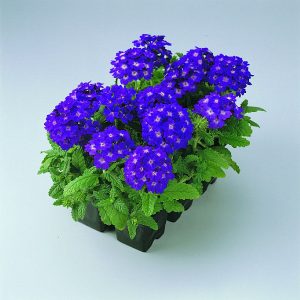 Verbena hybrida compacta Quartz XP Blue