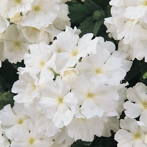 Verbena hybrida compacta Quartz XP White
