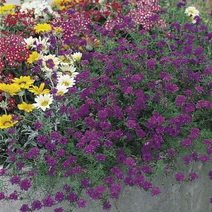 Verbena speciosa Imagination (BeGreen Primed)