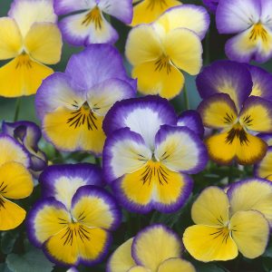 Viola wittrockiana Floral Days Cool Summer Breeze