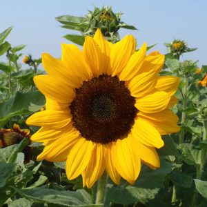 Helianthus annuus Vincents Choice Deep Orange DMR
