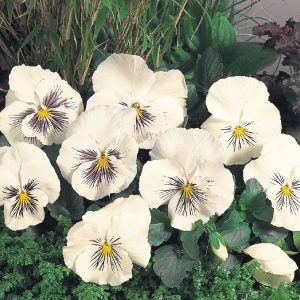 Viola wittrockiana Cats Plus White