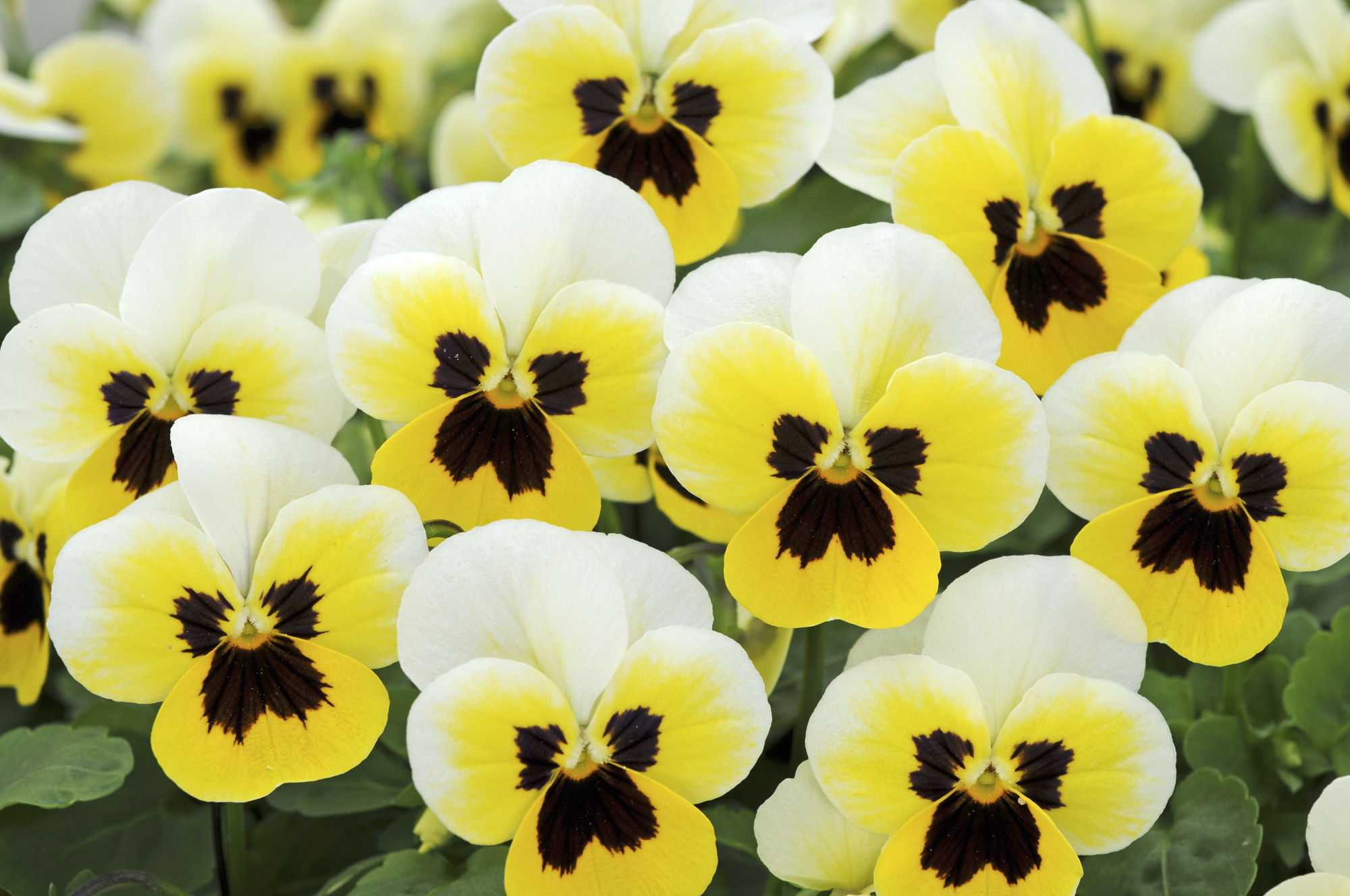 Viola cornuta Sorbet XP Lemon Ice Blotch – Obrázok 3