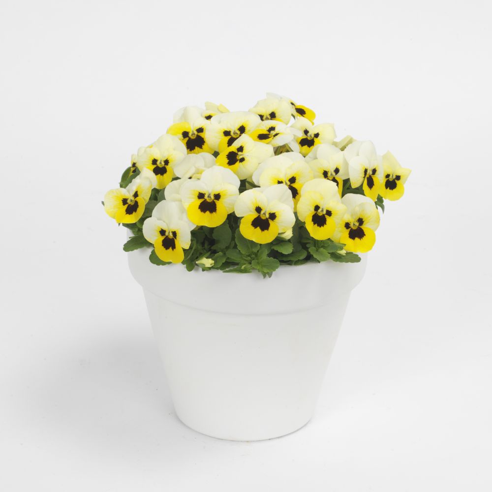Viola cornuta Sorbet XP Lemon Ice Blotch – Obrázok 2