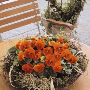 Viola wittrockiana Cats Plus Orange