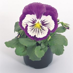 Viola wittrockiana Cats Plus Purple & White