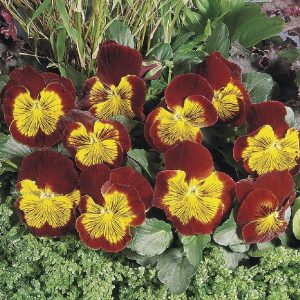 Viola wittrockiana Cats Plus Red & Gold