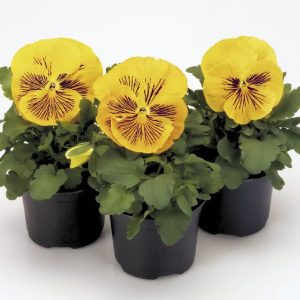 Viola wittrockiana Cats Plus Yellow
