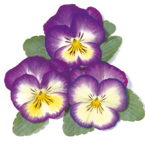 Viola wittrockiana Ultima Radiance Deep Blue