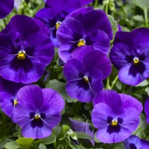 VIOLA WONDERFALL BLUE WITH BLOTCH