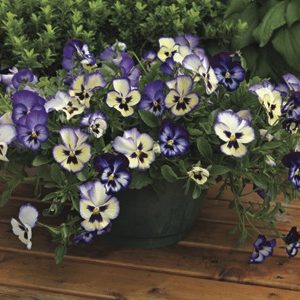 VIOLA WONDERFALL BLUE PICOTEE SHADES