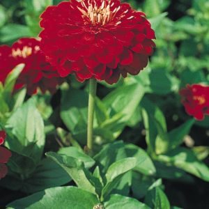 Zinnia elegans Scarlet Flame
