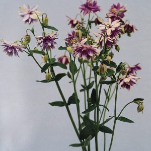 Aquilegia vulgaris Purple Barlow