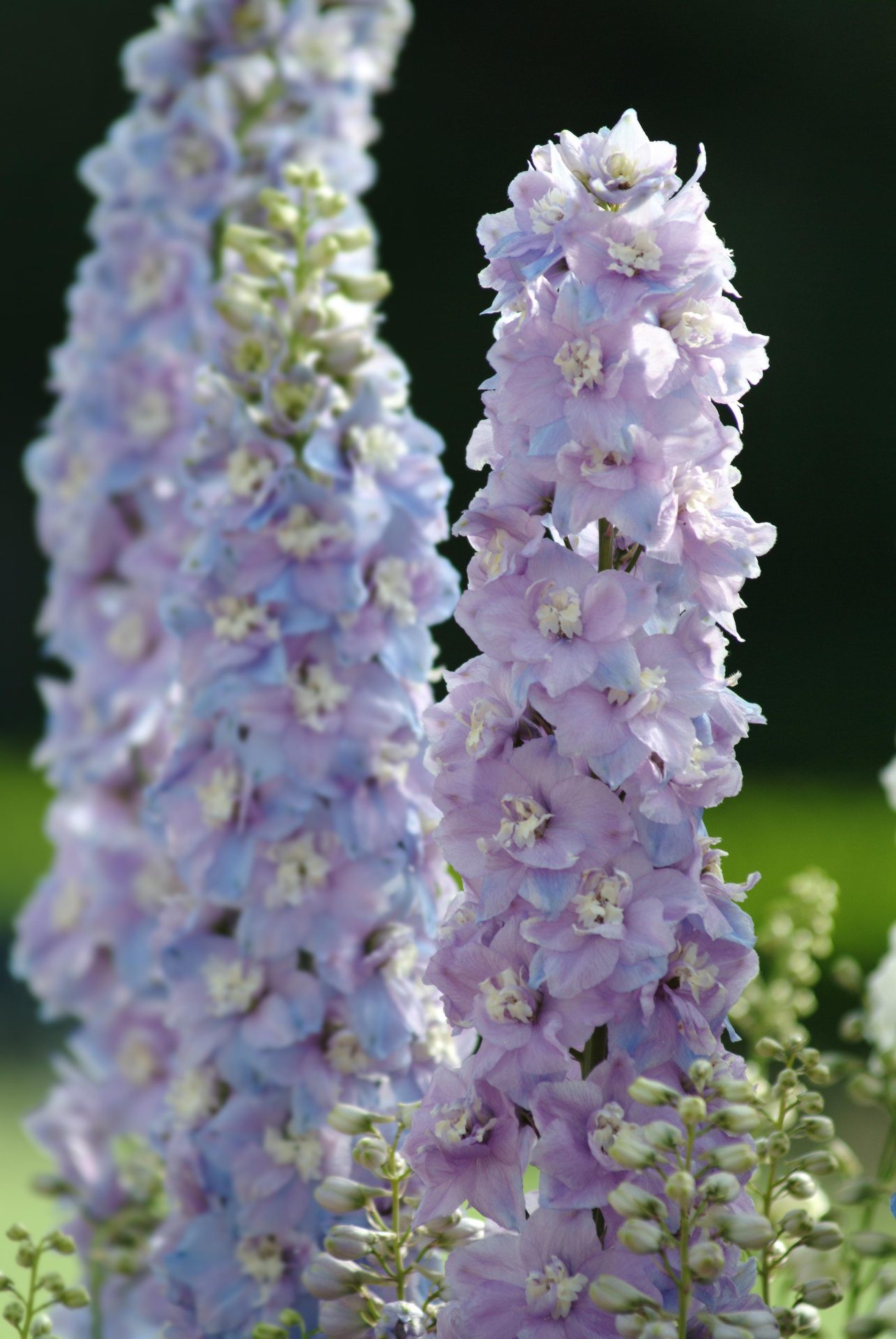 Delphinium elatum Guardian Lavender – Obrázok 2