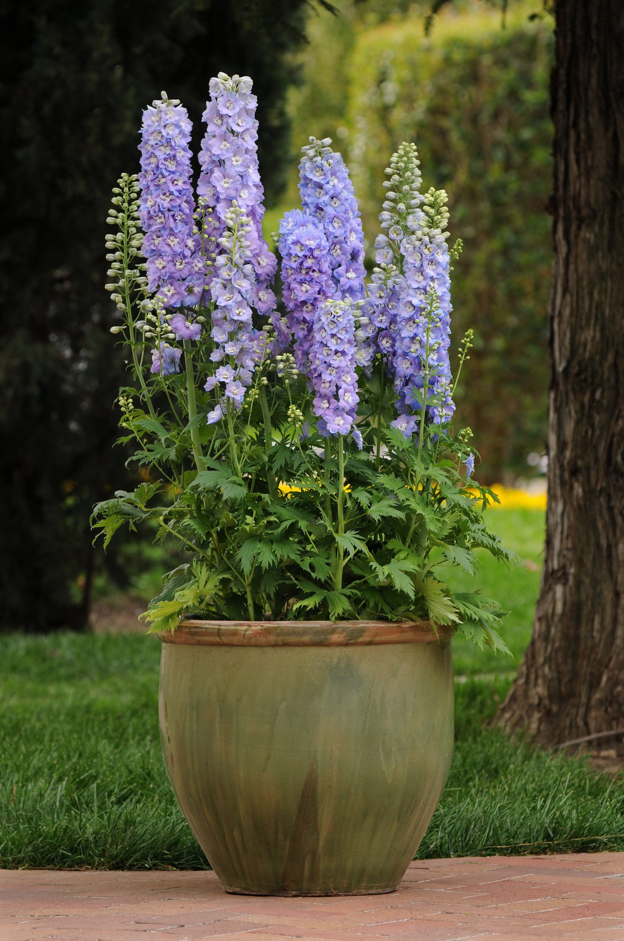 Delphinium elatum Guardian Lavender – Obrázok 3